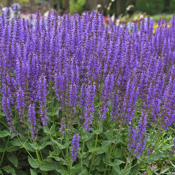 Salvia vars