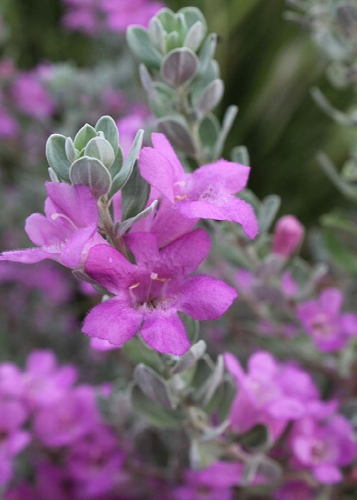 San Antonio Rose Texas Sage