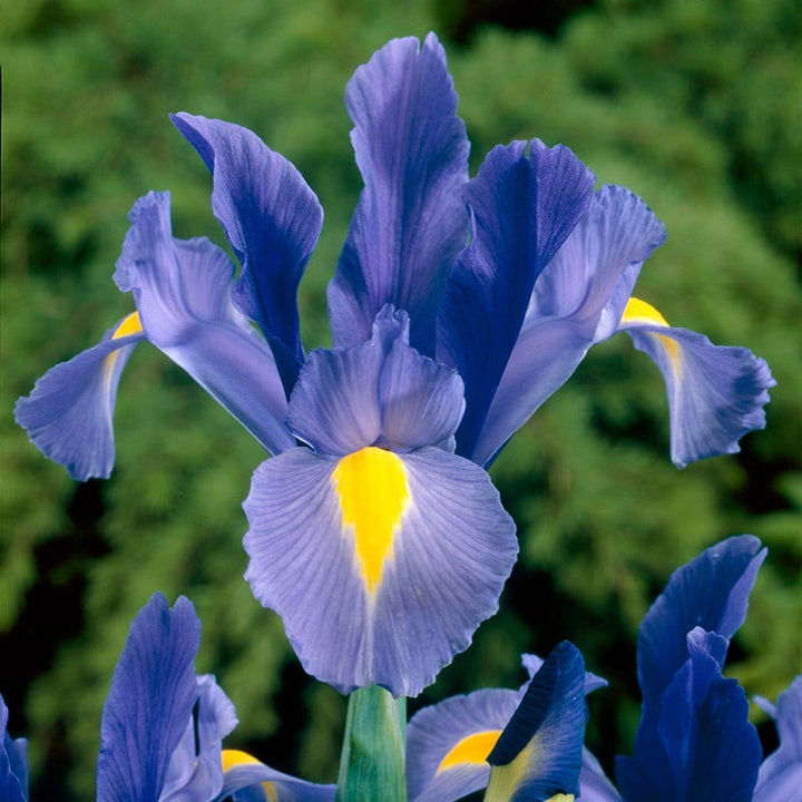 Iris Sapphire Beauty Bulb