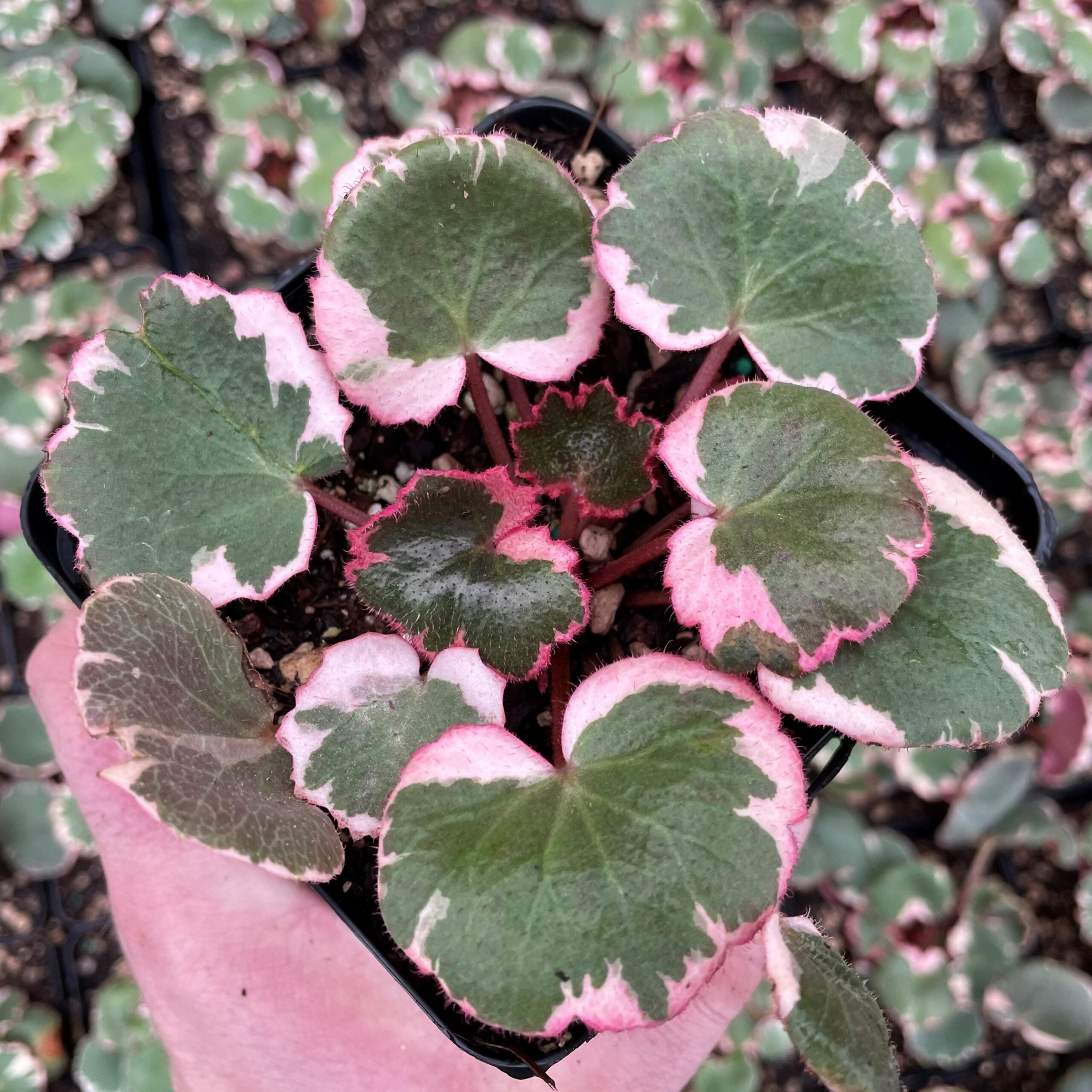 Saxifraga Tricolor | Little Red Nursery, LLC
