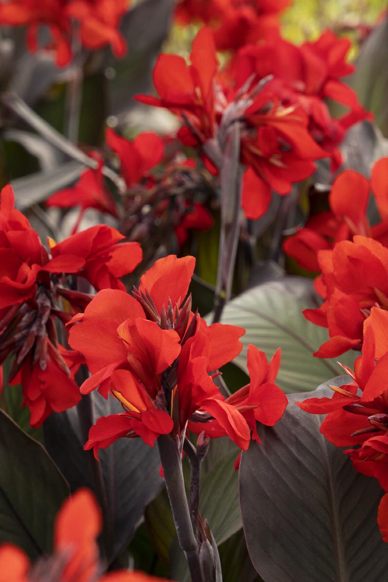 Cannova® Bronze Scarlet Canna Lily