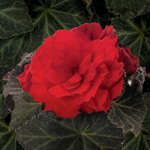 4" Fancy Annuals - All Stars Go-Go Nonstop Begonia