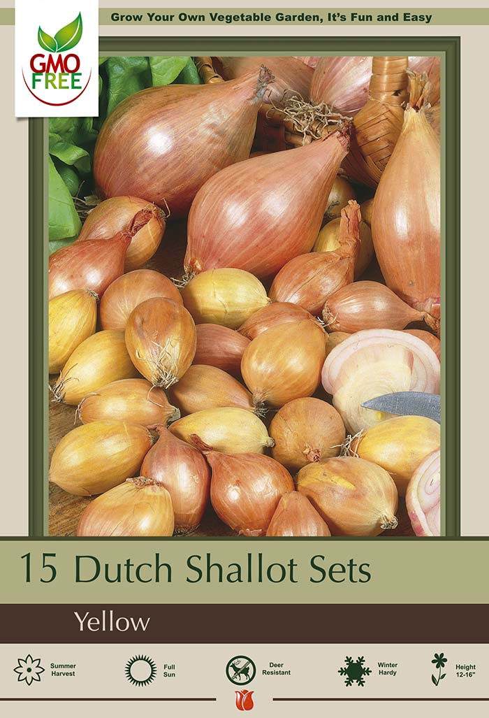 Dutch Onion Bulbs