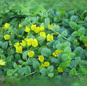 Lysimachia Creeping Jenny