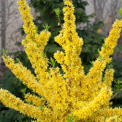 Forsythia x intermedia