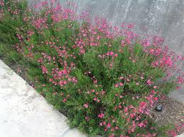 Salvia chamaedryoides
