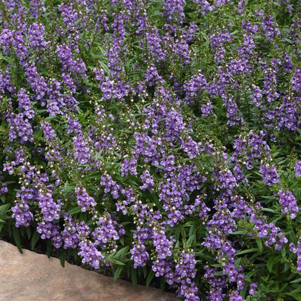 Angelonia Serenita