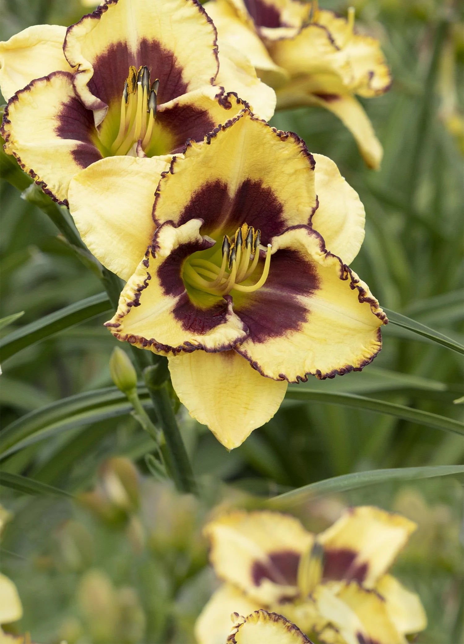 Skye Daylily - Thumbnail 4