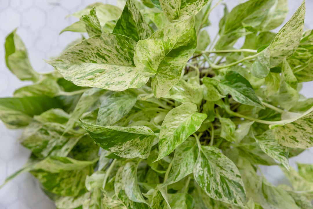 Pothos 'Snow Queen'