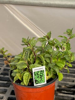 Mint Spearmint