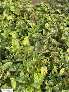 Mint Spearmint