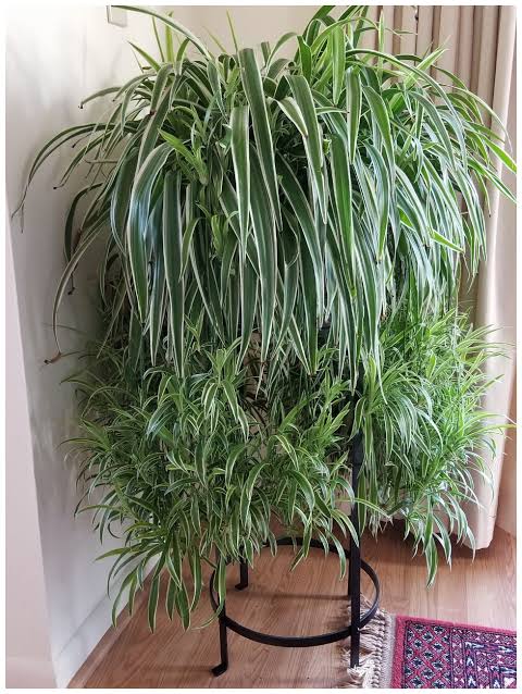 spider plant 日本 語 Spider Plant Asst Varieties 10" Hanging Basket
