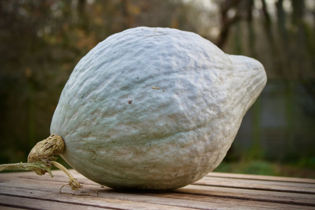 SQUASH BLUE HUBBARD