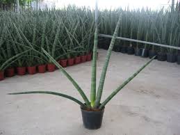 Sanseveria Stuckyii