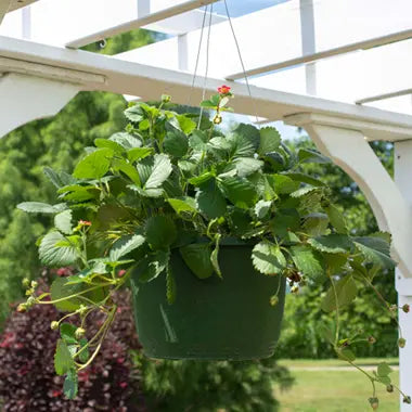 10" Fancy Basket Strawberry