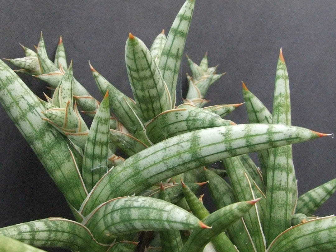 sansevieria suffruticosa care Sansevieria Suffruticosa