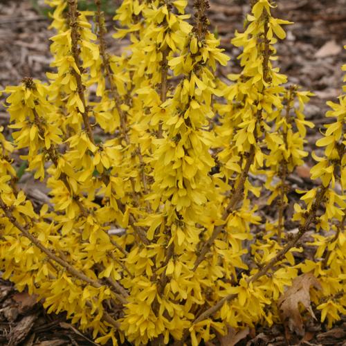 Little Red Nursery, LLC Forsythia x intermedia - Thumbnail 2