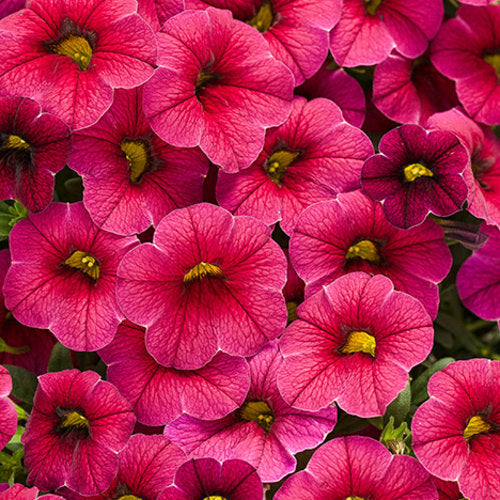 Superbells® Cherry Red Calibrachoa hybrid PW