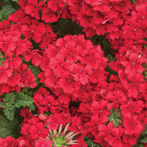 Superbena® Red Verbena hybrid PW