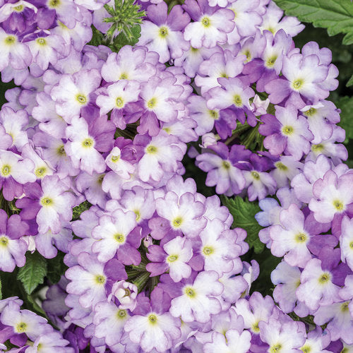Superbena Sparkling® Amethyst Verbena hybrid PW