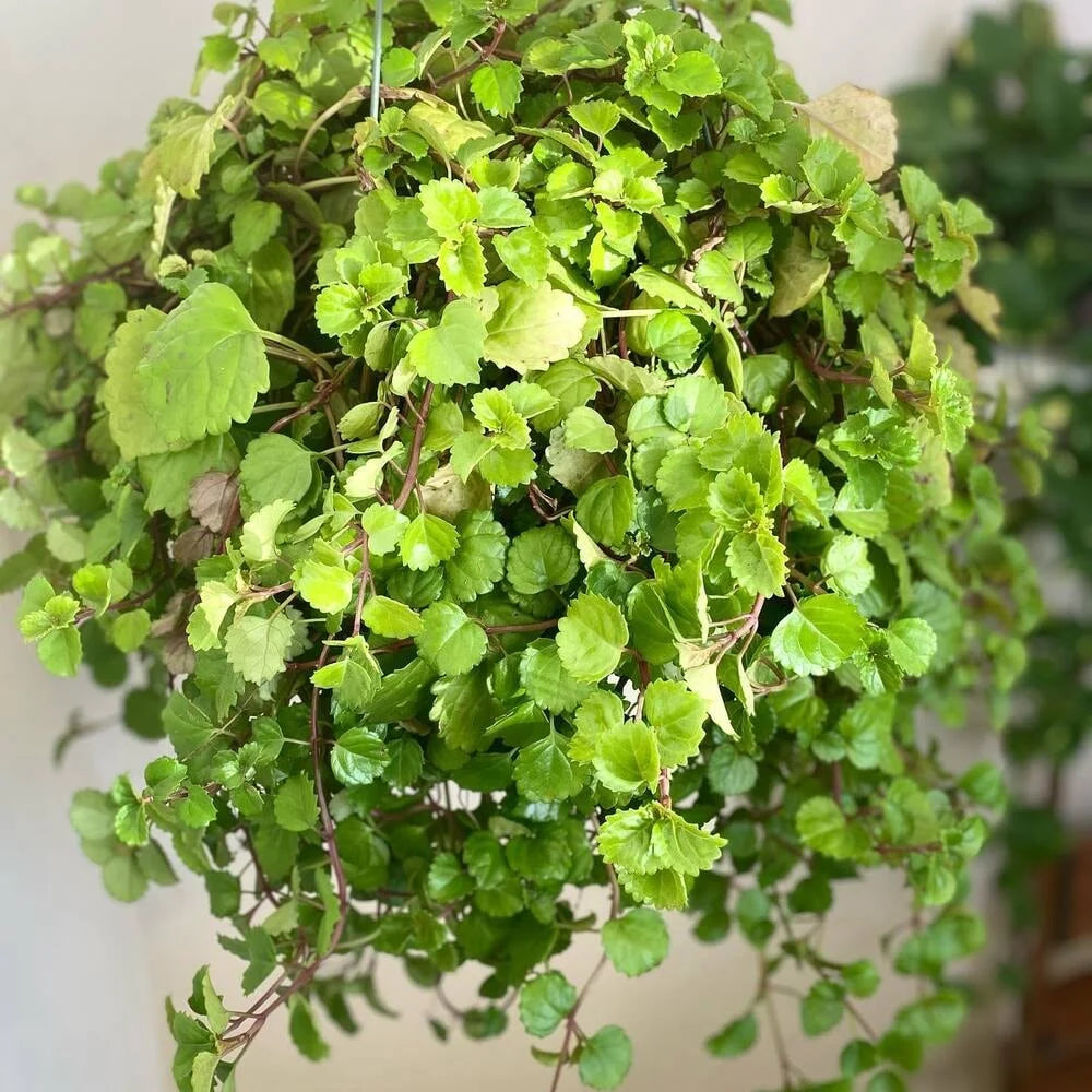 swedish ivy hb