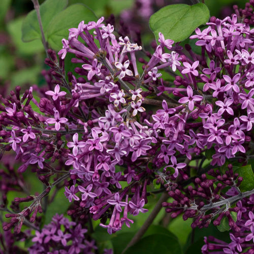 Syringa Bloomerang Dark Purple Lilac