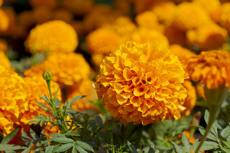 Marigold Royal Orange