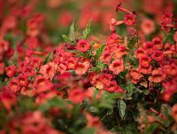 Tecoma Red Hot