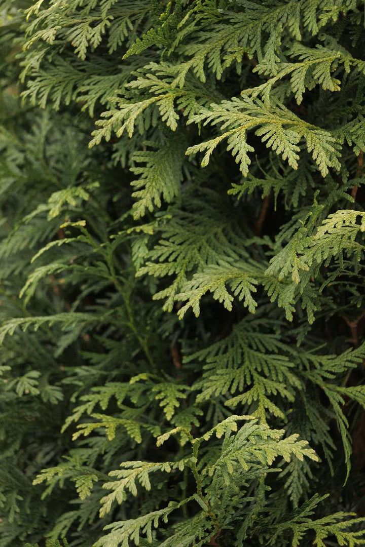 Green Giant Western Arborvitae