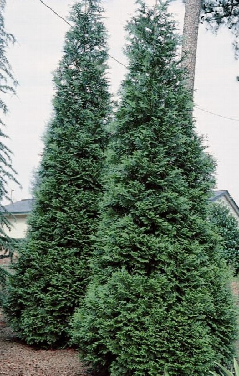 Green Giant Western Arborvitae