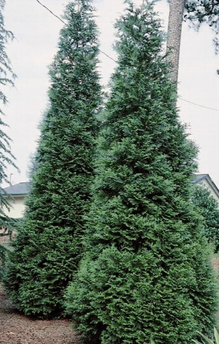 Green Giant Western Arborvitae