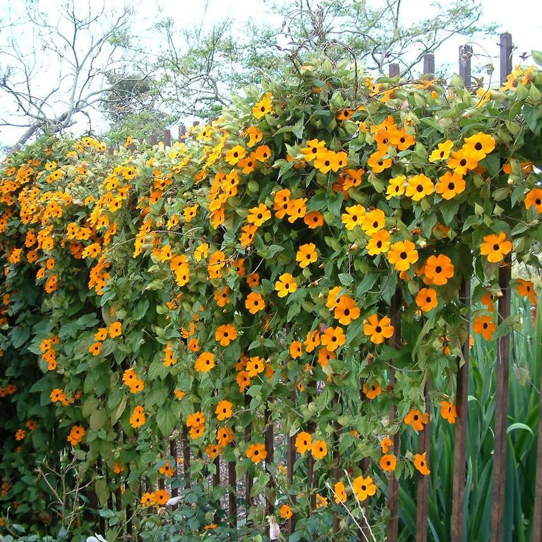 5" Climbers Thumbergia