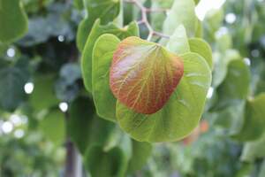 Cercis Canadensis Texensis Redbud