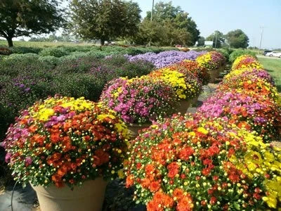 Tri- Color Mum