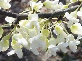 CERCIS CANADENSIS 'VANILLA TWIST'