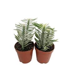 DEVILS BACKBONE Green and Variegated