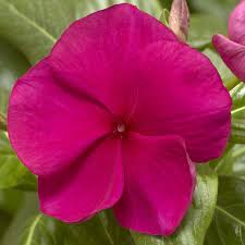Vinca Cora XDR