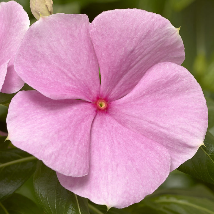 Vinca Cora XDR