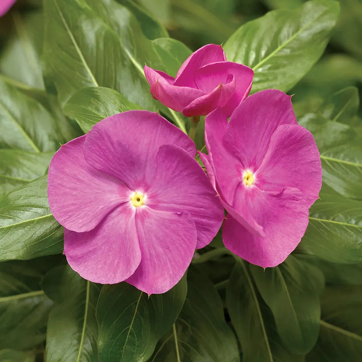 Vinca Cora XDR