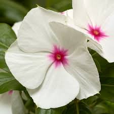Vinca Cora XDR