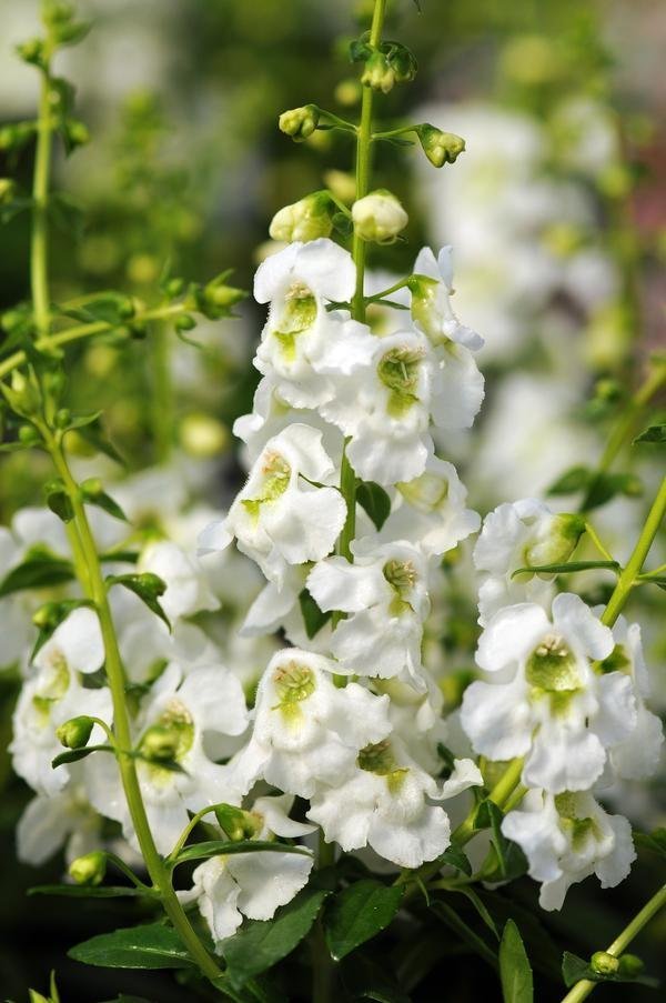 Angelonia Serenita