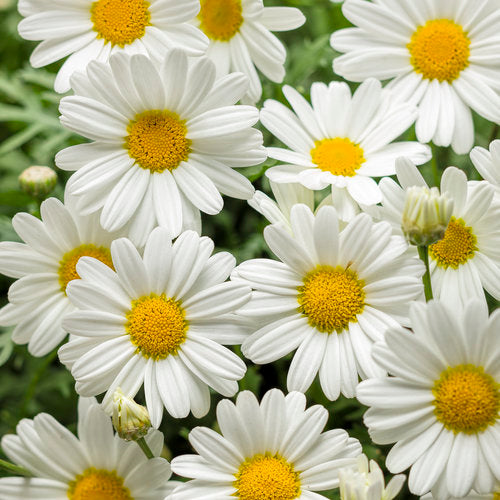Argyranthemum (Butterfy Marguerite)