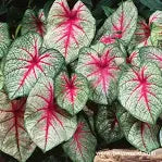 Caladiums Fancy Leaf