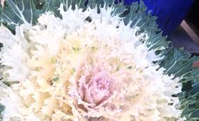 Ornamental  Cabbage & Kale SEDAN