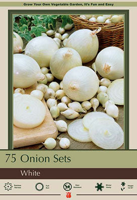 White Onion Bulb
