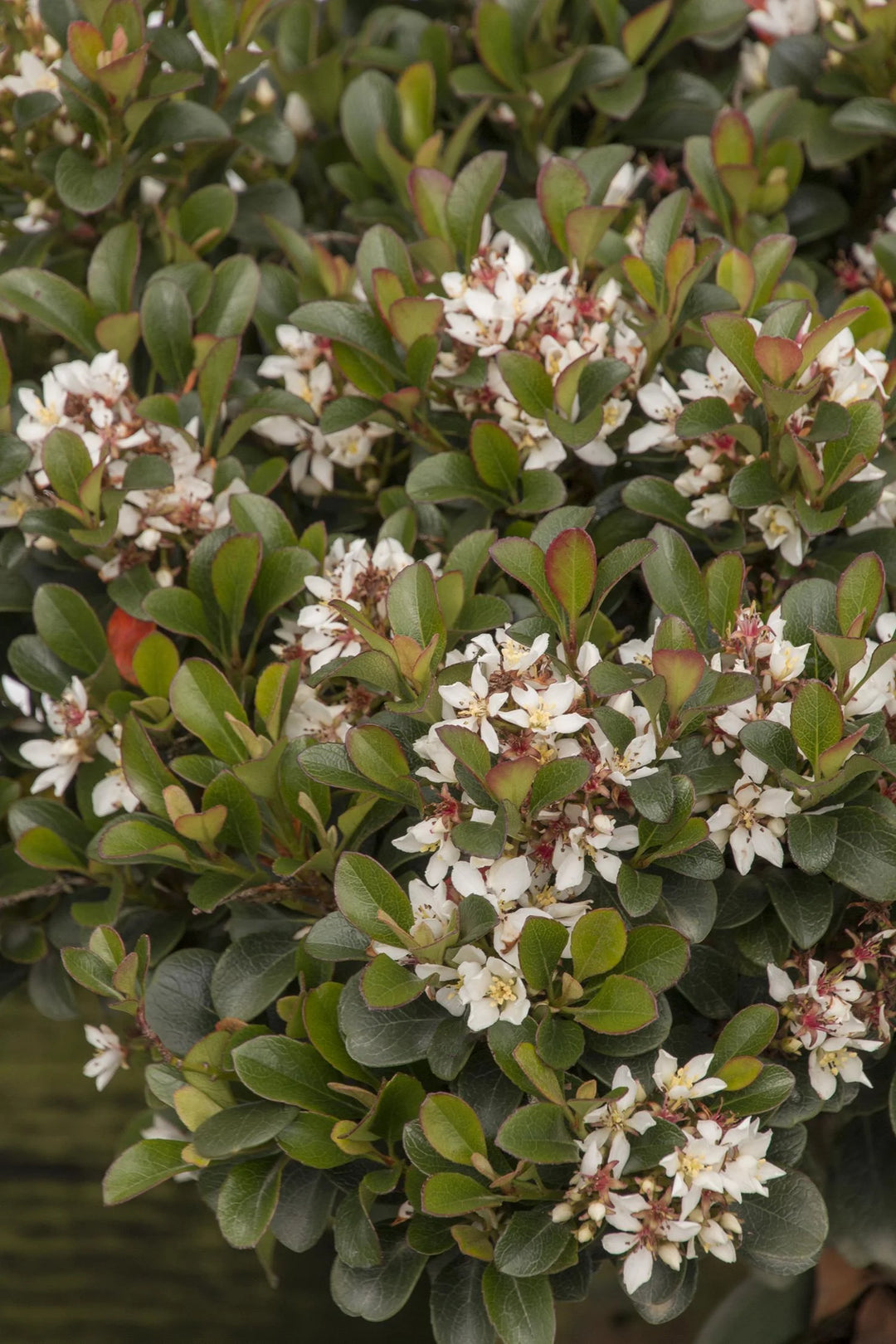 Southern Moon® Yedda Hawthorn