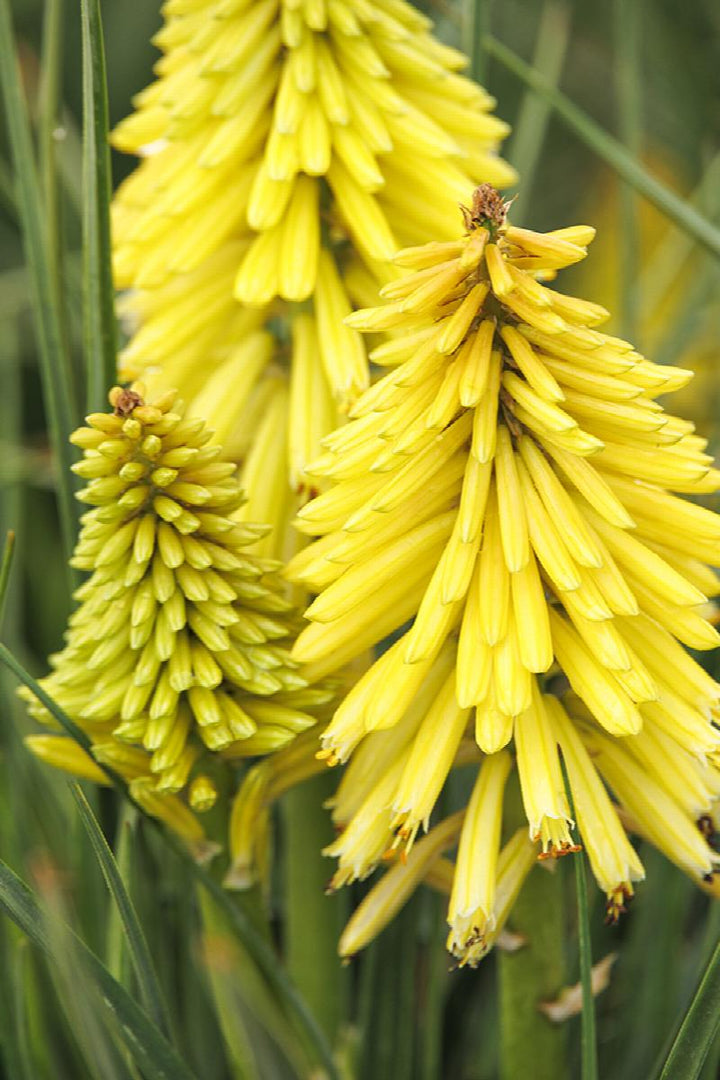 Poco™ Red Hot Poker