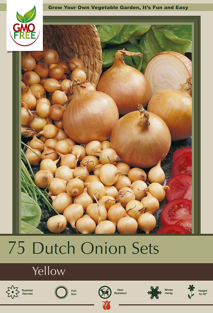 Dutch Onion Bulbs